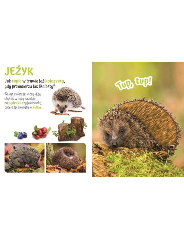 Książeczka sensoryczna Pogłaszcz dzikie zwierzątko