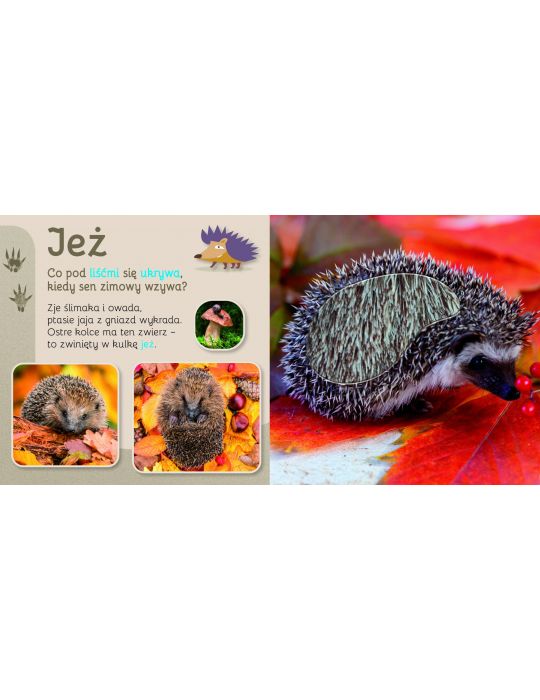 Książeczka Przytul mnie Las